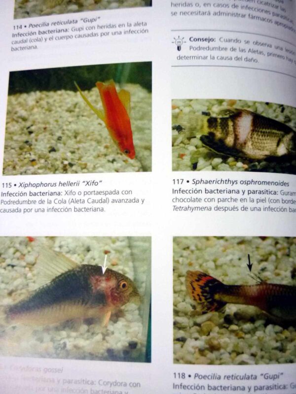 Guía práctica sobre las enfermedades de los peces